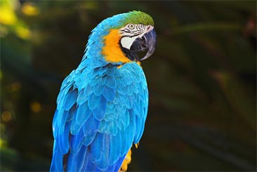 Parrot